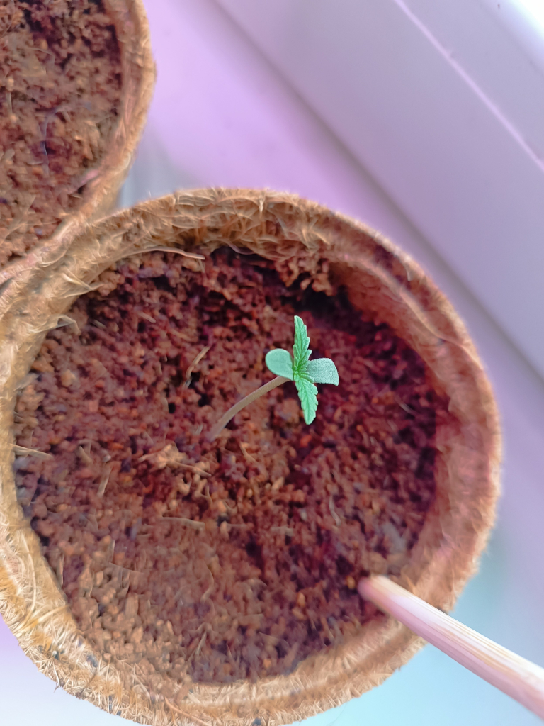 Small cannabis seedling