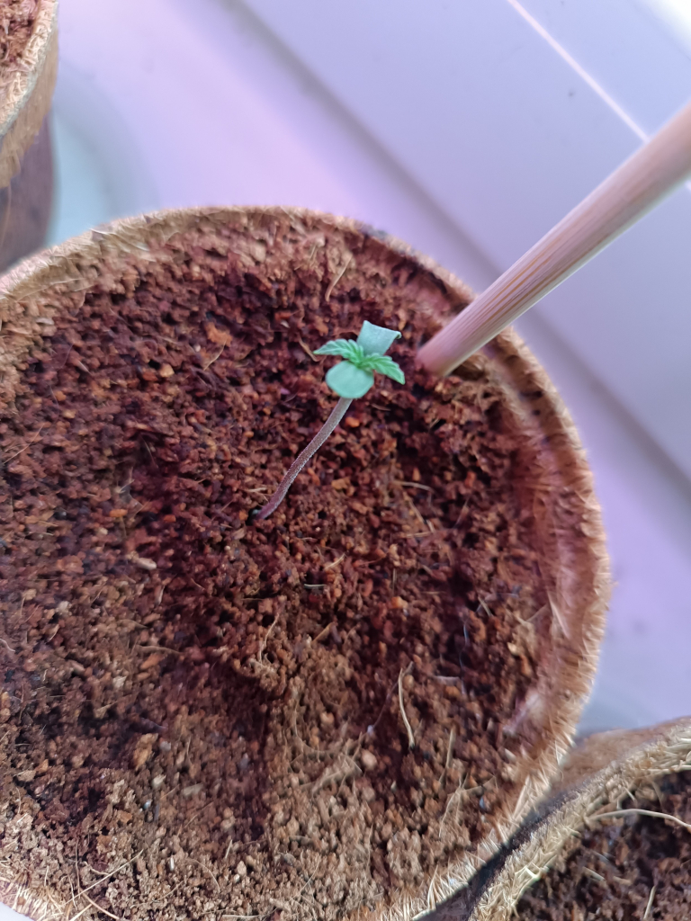 Small cannabis seedling