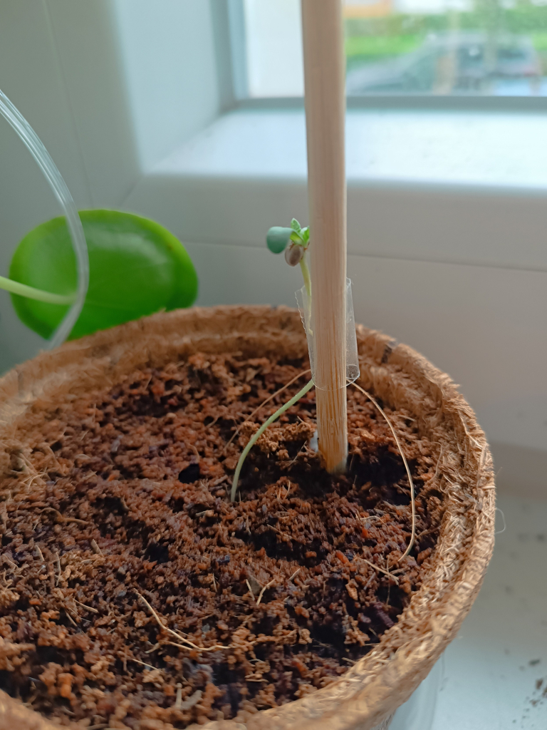 A cannabis seedling with a harmed stem