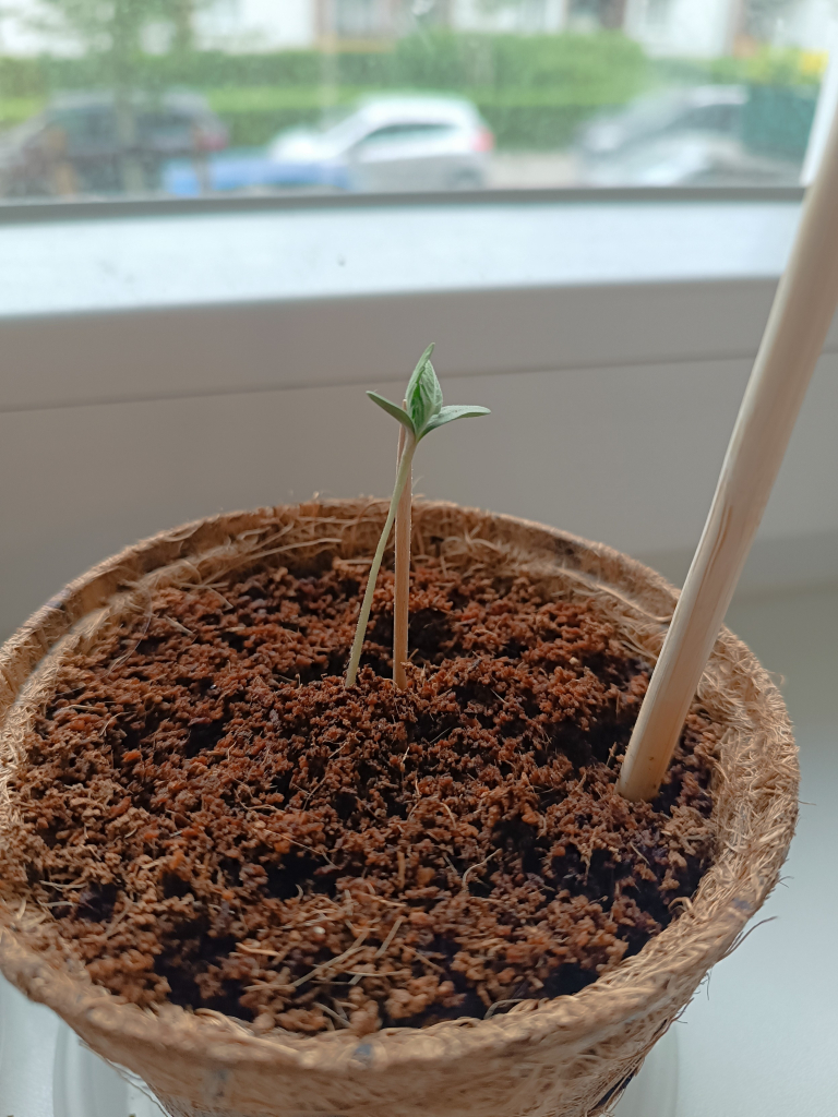 An over watered cannabis seedling hold by a stick