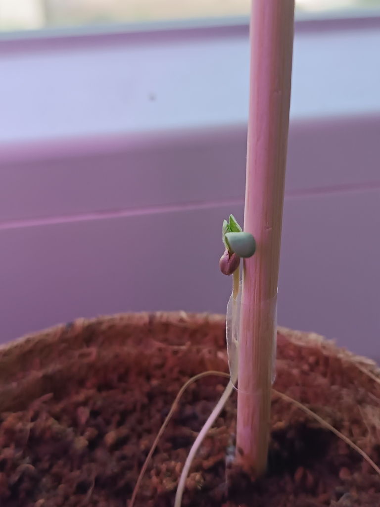 Seedling struggling to survive