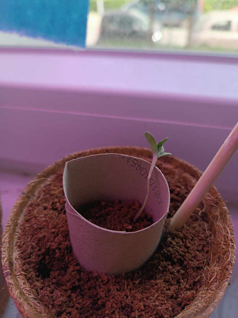 A cannabis seedling damping off 