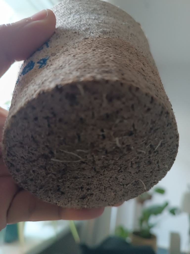 Bottom of cardboard pot with roots going out