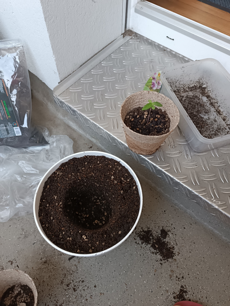 A self watering pot with a substrate with a hole in the middle, where a new pot with the seedlings with me put.