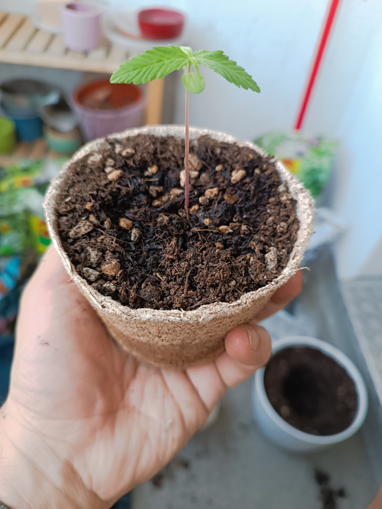 The cardboard pot with its external part above the soil cut 