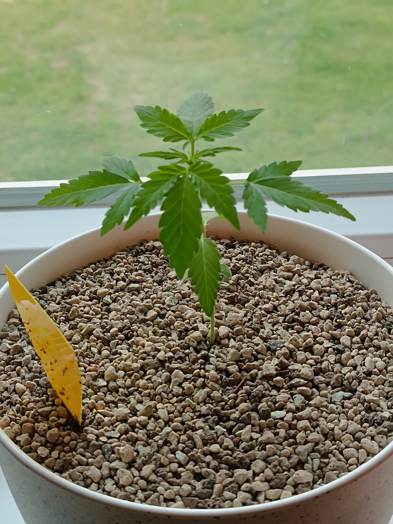 Gorilla glue auto 3 weeks old on a windowsill to the west.