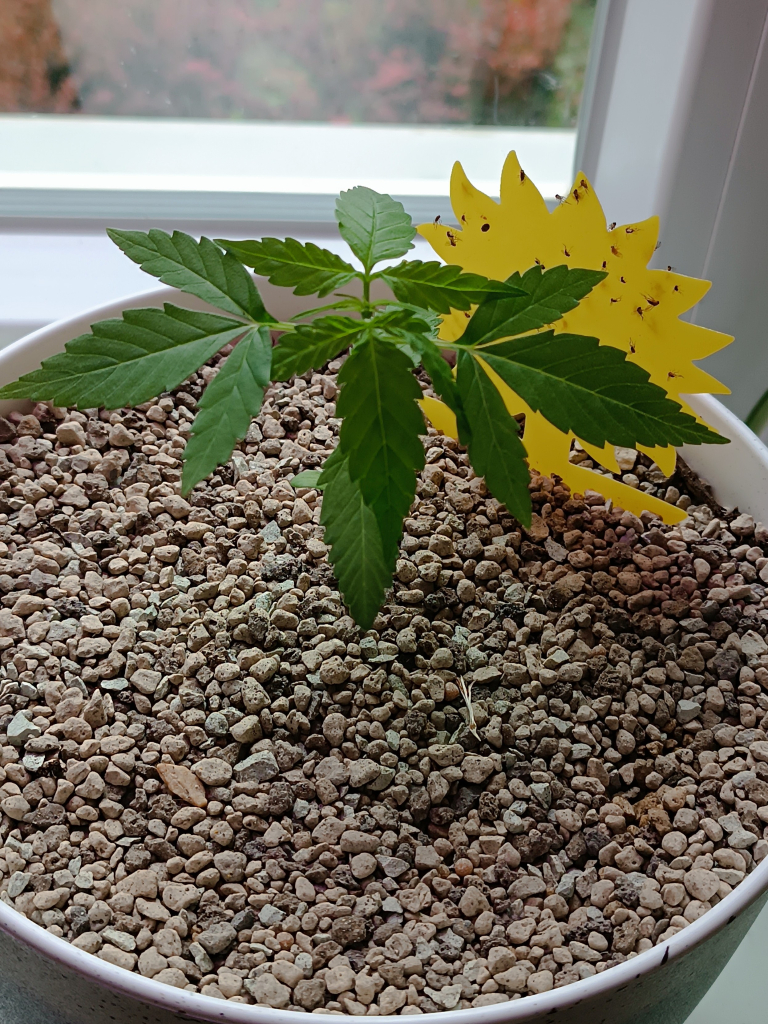 Gorilla glue auto 3 weeks old on a windowsill to the east.