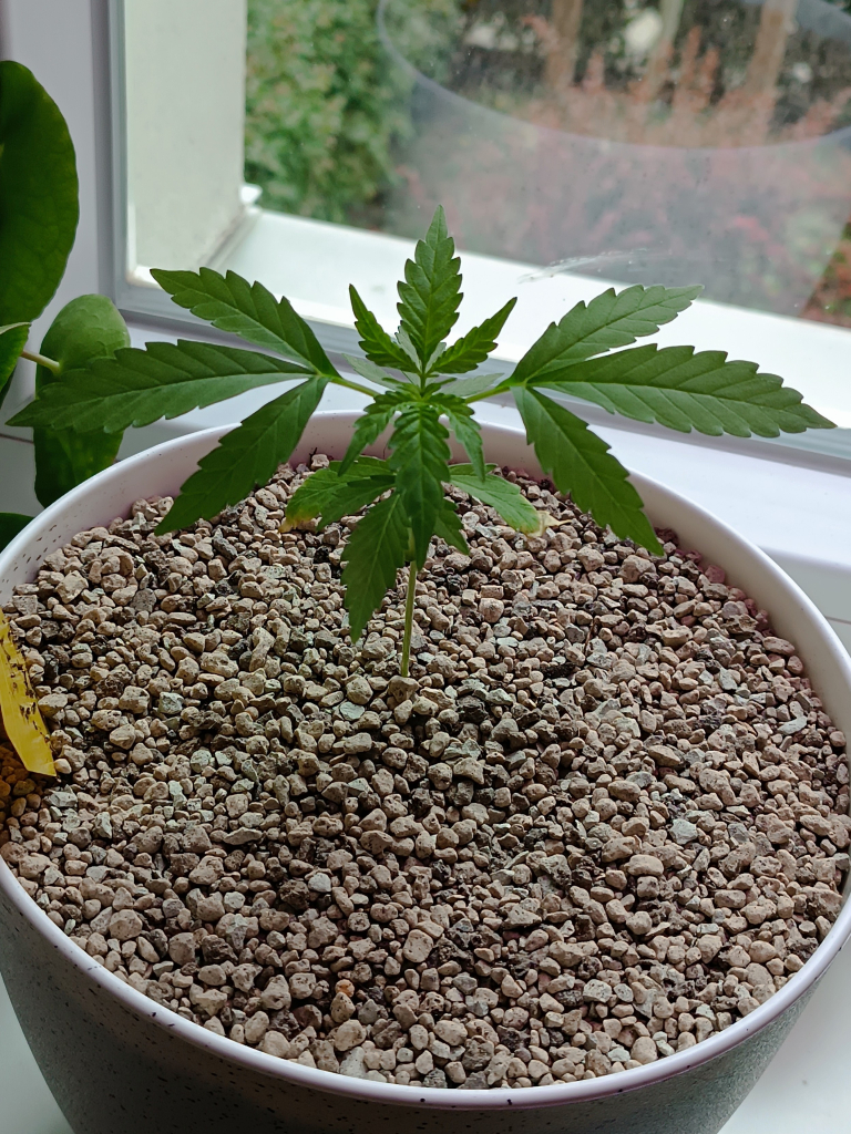 Photoperiodic cookies kush 4 weeks old on a windowsill to the east.