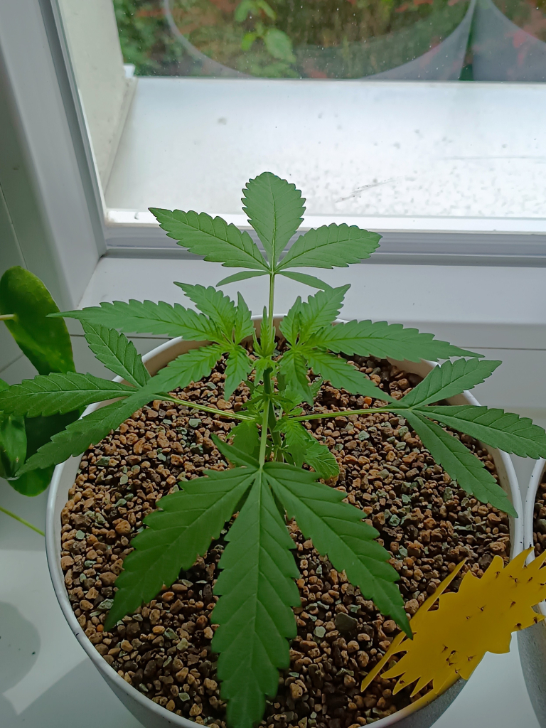 5 weeks old photoperiodic cannabis