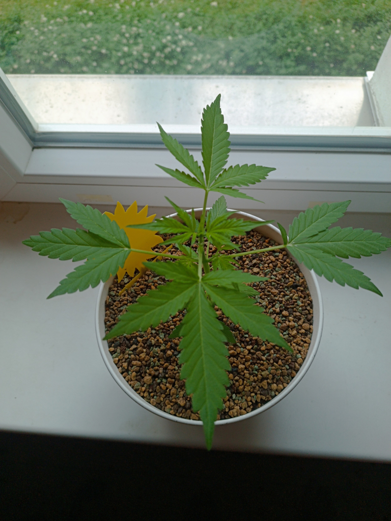 Autoflowering cannabis plant 4 weeks old