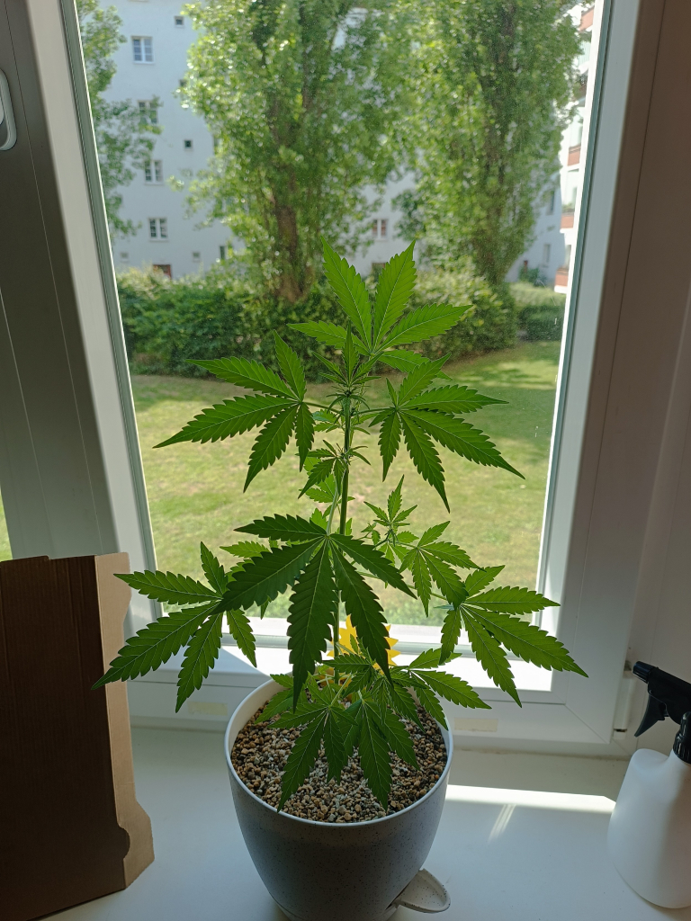 Autocorrect cannabis plant 5 weeks old 