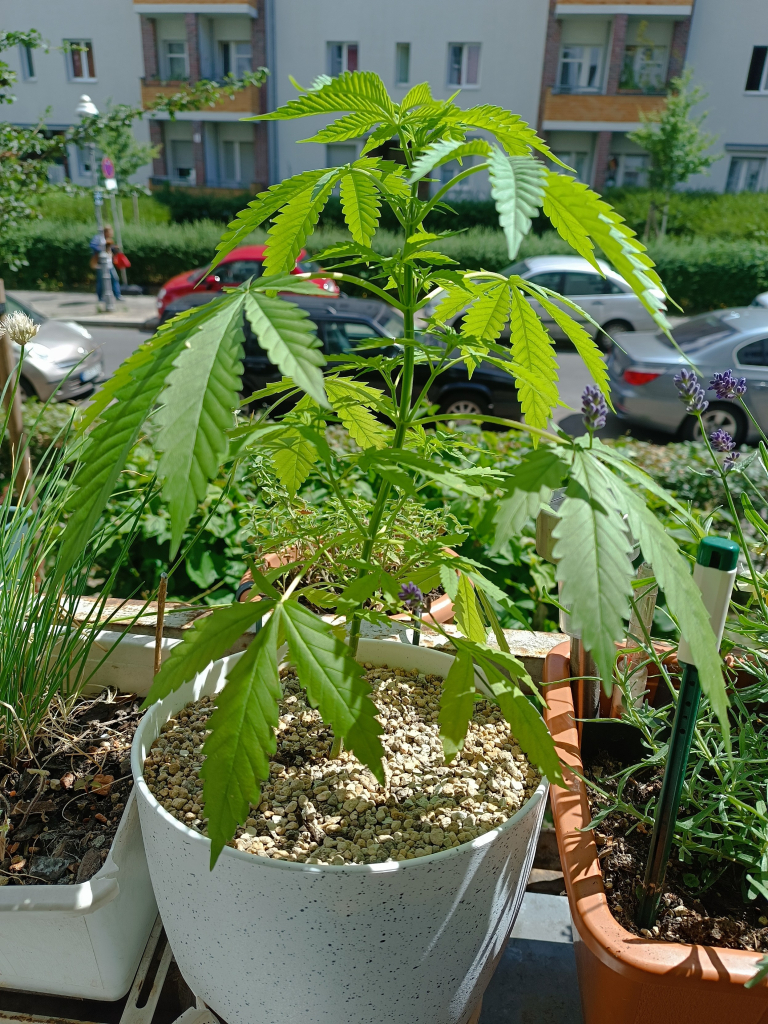 30 cm tall and 8 weeks old photoperiodic cannabis 