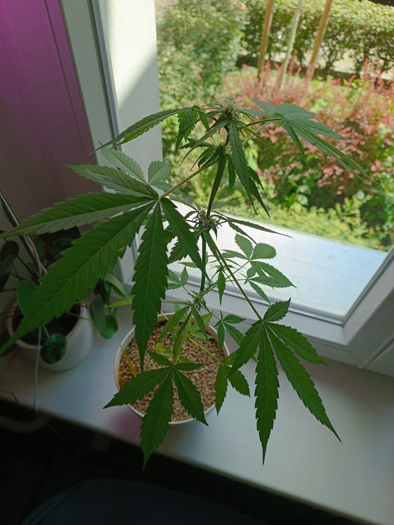 54 cm tall and 7 weeks old cannabis 