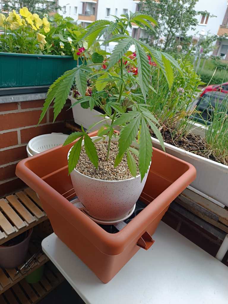 Smaller pot with a cannabis inside a bigger pot