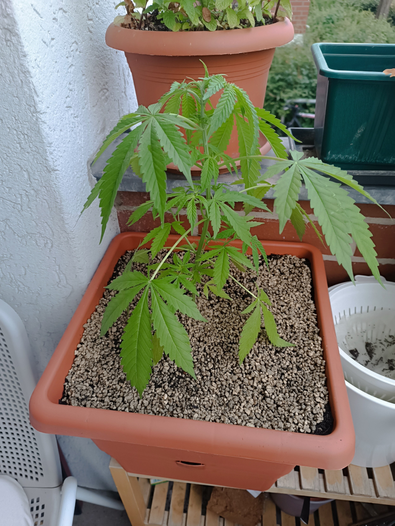 Focus of the cannabis on her new pot