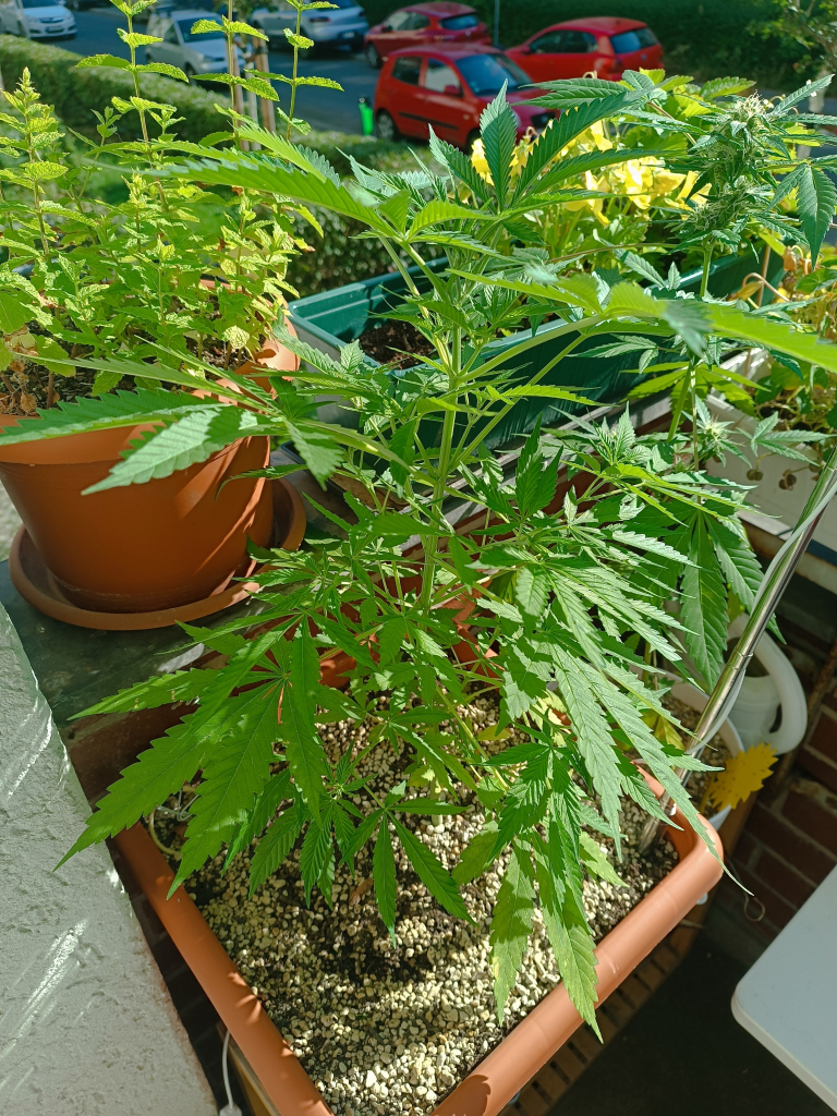 Photoperiod cannabis on a bigger pot after a few days