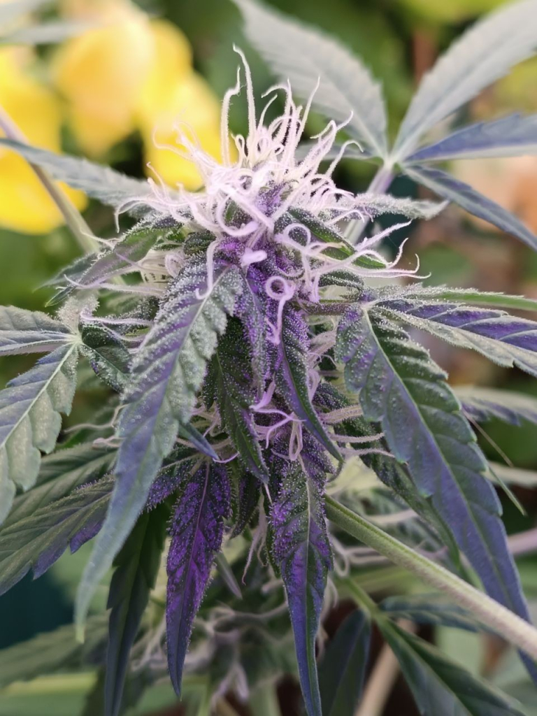 Cannabis flower with a purple LED light