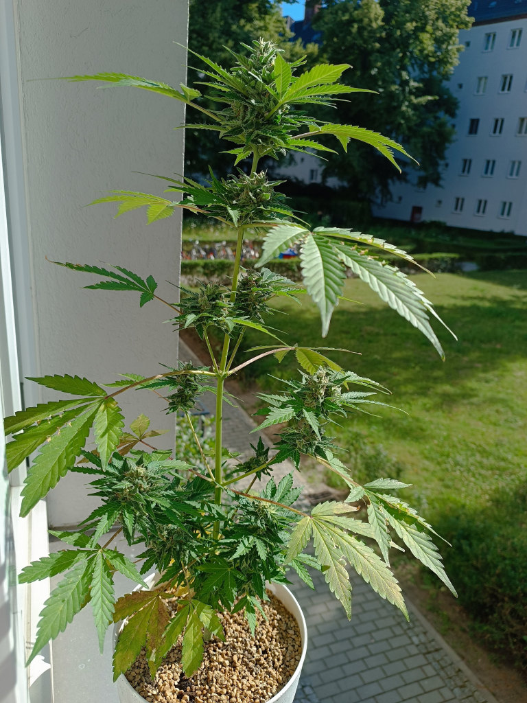 Autoflowering cannabis 