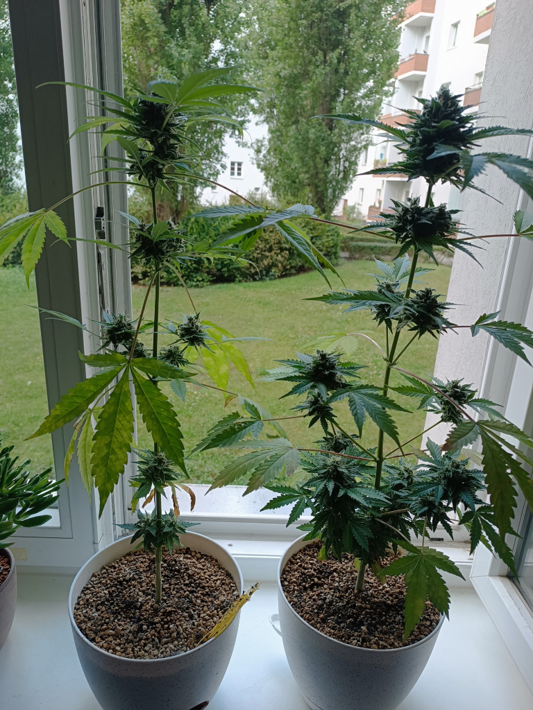 Two cannabis 11 weeks old side by side to compare their sizes. The one on the left has much less flowers.