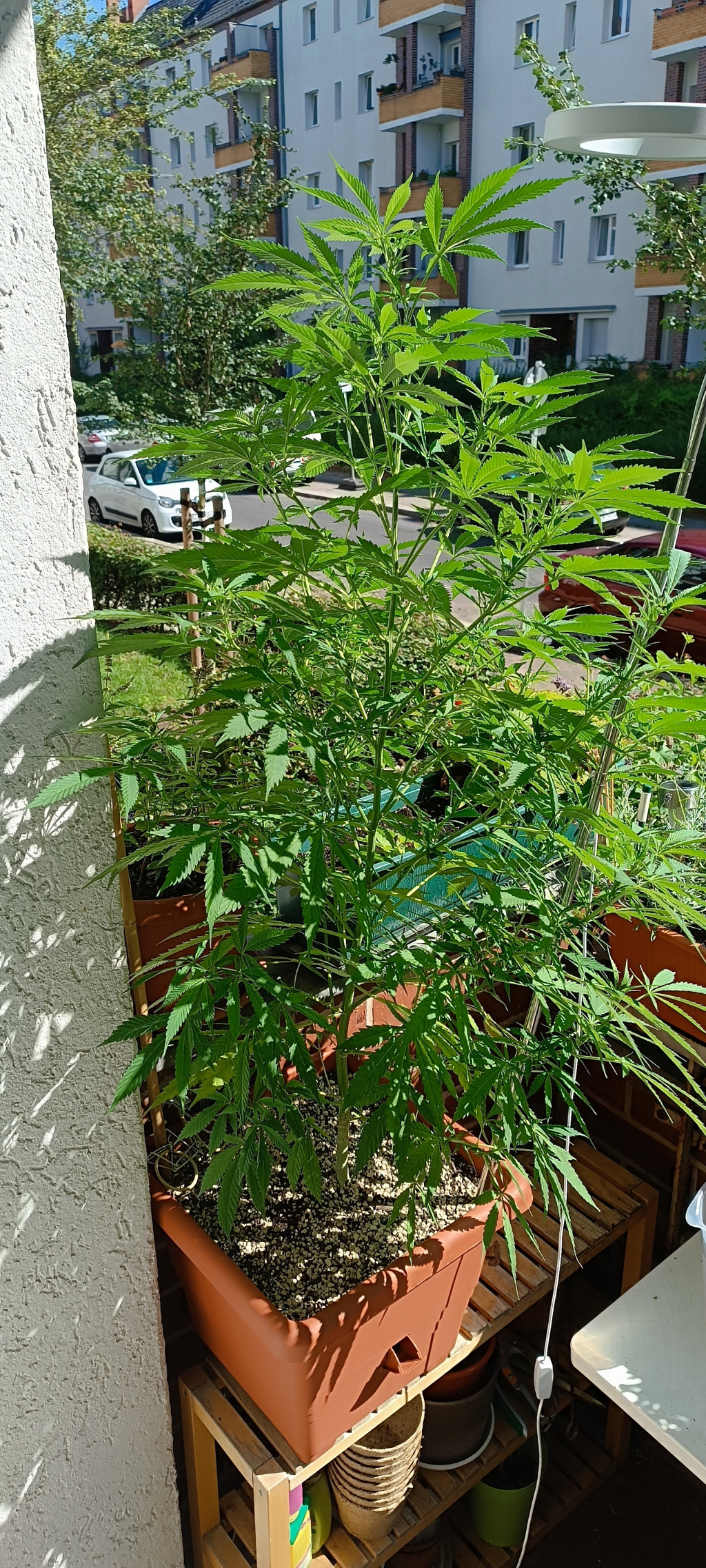 A 1 meter tall photoperiod cannabis