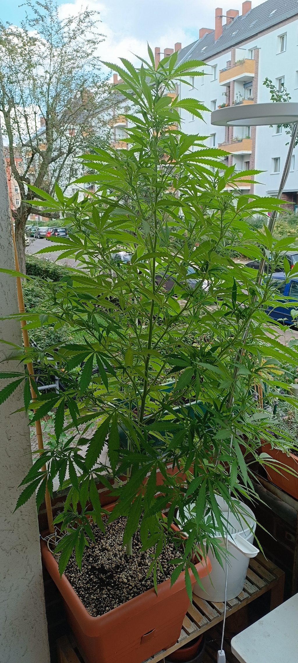 115 cm tall cannabis