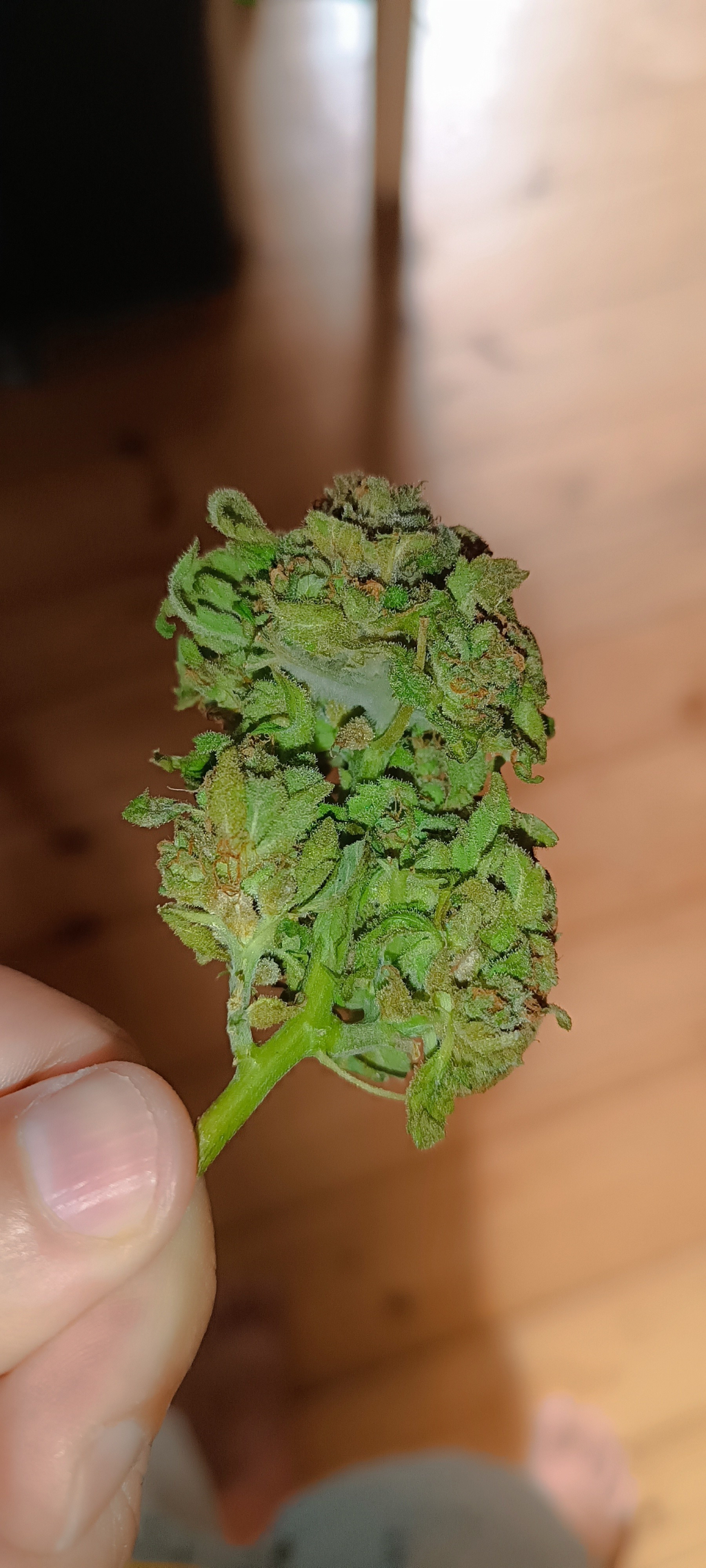 Some cannabis flower with mold 