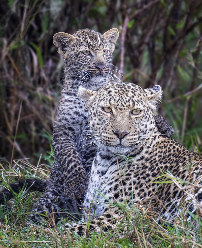 Mother leopard lying down, leopard cub stading behind here, both looking alertly off to the right.