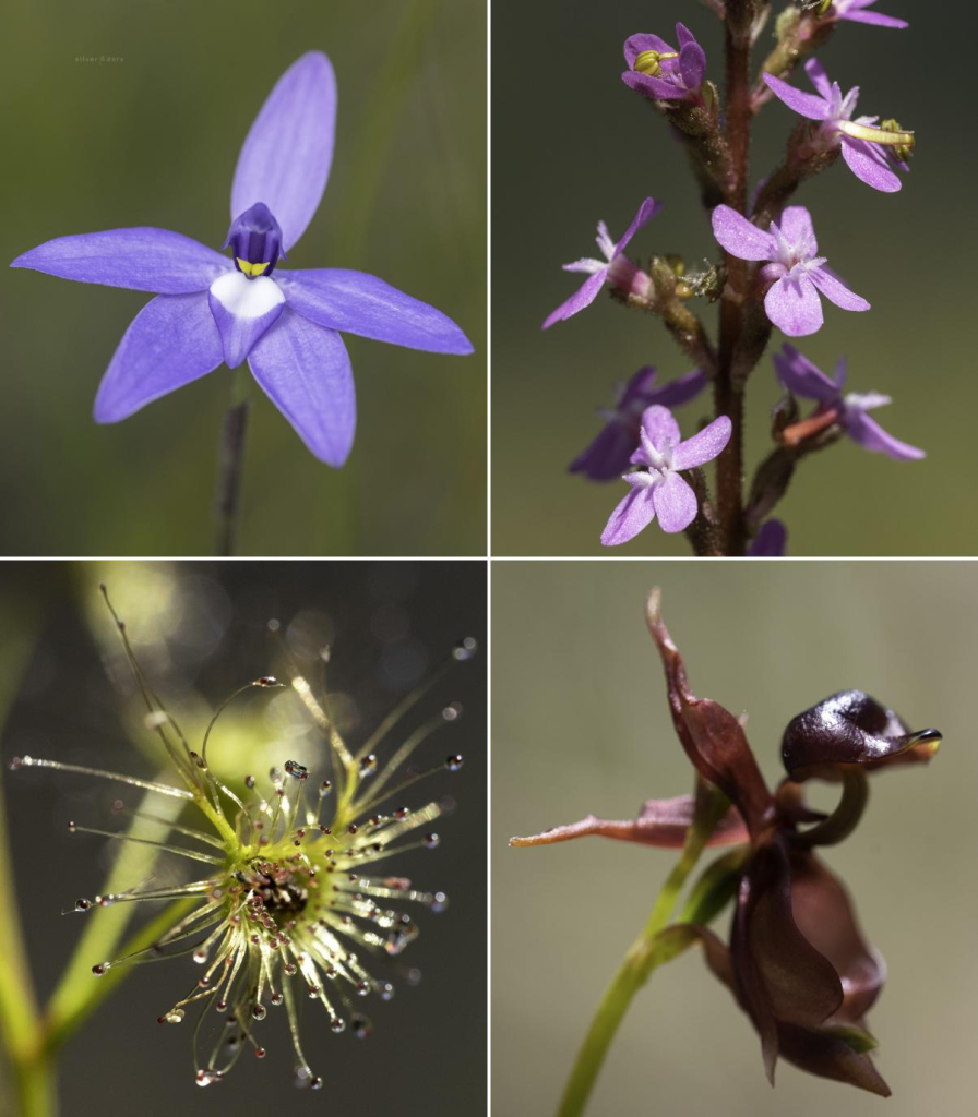 Croajingolong National Park wildflowers - spring 2024.