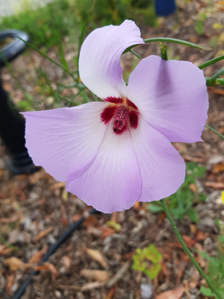 Photo of an Australian 'native Hibiscus' flower - a fairly large flower with 5 large delicate, soft mauve petals around a long and fluffy stamen (I assume?), with a dark Magenta patch on the very inside of each petal.