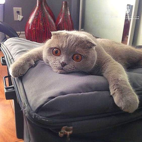 grey cat with orange eyes looking exhausted on top of an ottoman