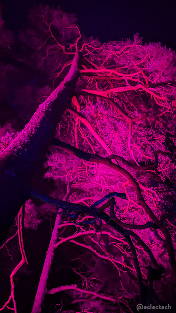 A tall photo looking up the trunk of a tall tree. It is lit from below with a bright pink light.