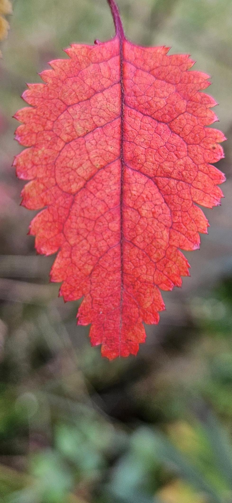 Glowing orange red serrated leaf of Prunus incision Kojo No Mai, or the Japanese Fuji Cherry. Exhibiting a unique zig zag growth habit of its branches, this wonderful shrub has a gnarled and aged look even when small. The small toothed leaves turn all sorts of red, orange, pink and plum purple every autumn, providing a second show of the year prior to the winter. The books say that eventual heights are roughly 8 feet in 20 years, but I have seen them grown together as arches and fanned out against sunny walls. Let your imagination inspire you.