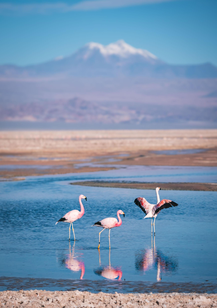 flamingos with volcano 