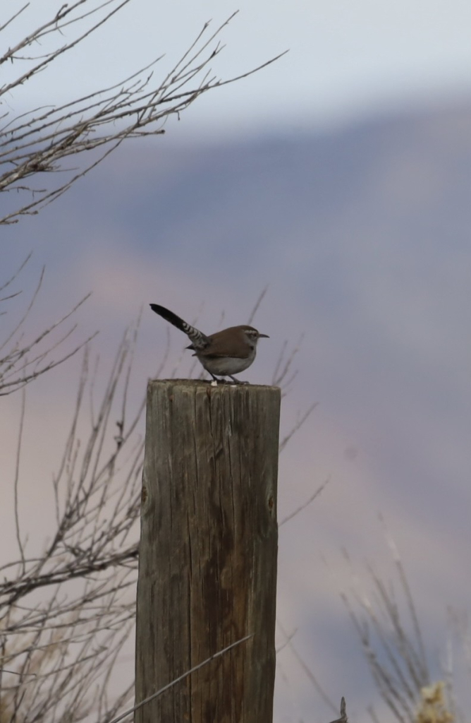 A bewick’s wren on a fence post 