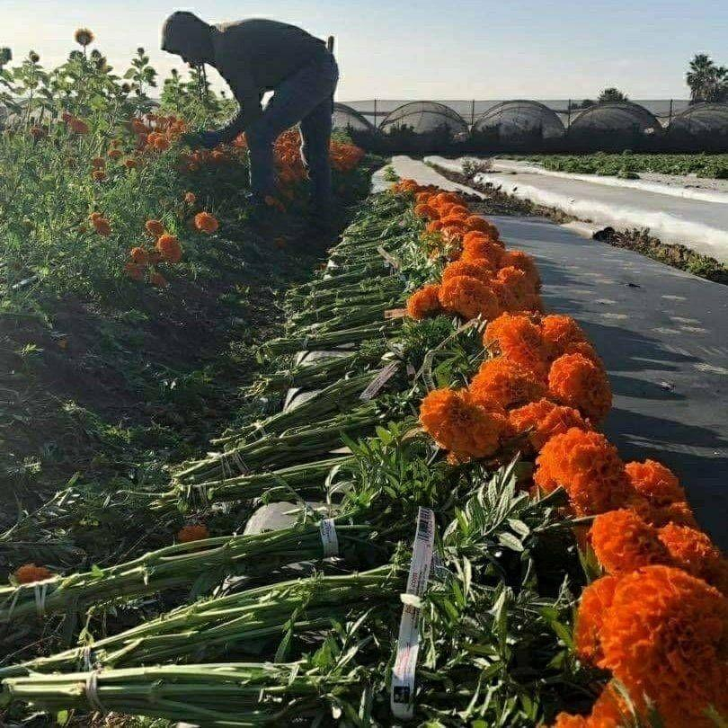 Farm worker bent over harvesting marigolds