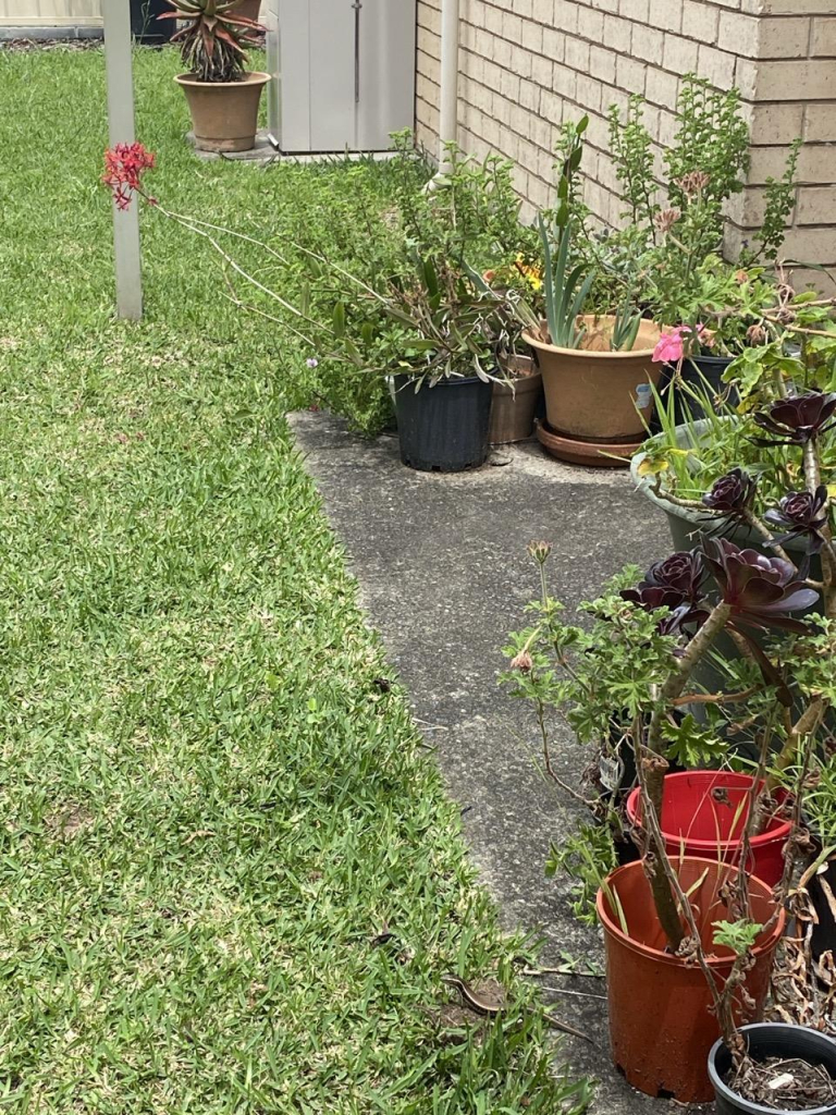 Photo of 3 skinks (little brownish lizards) amid my untidy pot plant garden. One in the foreground partly on the grass near a pot. Two others in the distance on the concrete  near an aloe plant and the water heater. Love sitting out here with a cuppa and watching them dart round.