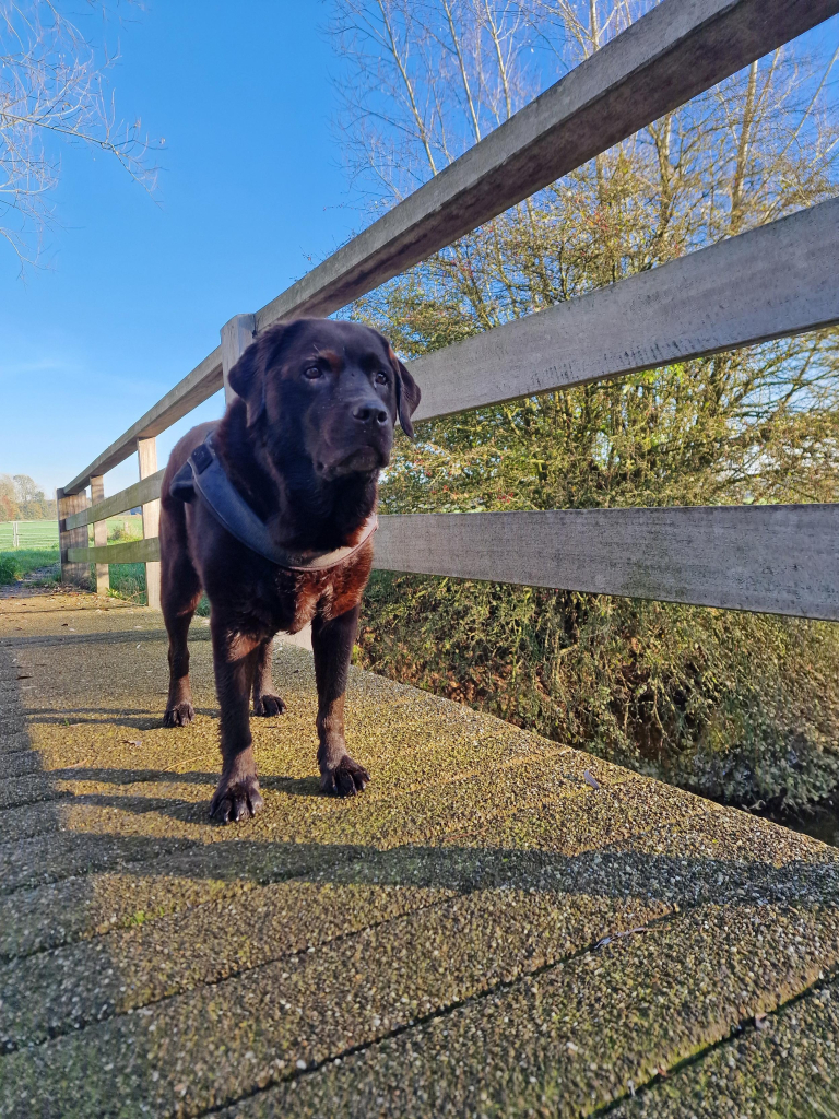 A chocolate brown Labrador with greying snout, standing on a small wooded bridge, looking towards the camera. The railing of the bridge is throwing some shade in the morning sun. The sky is blue. 