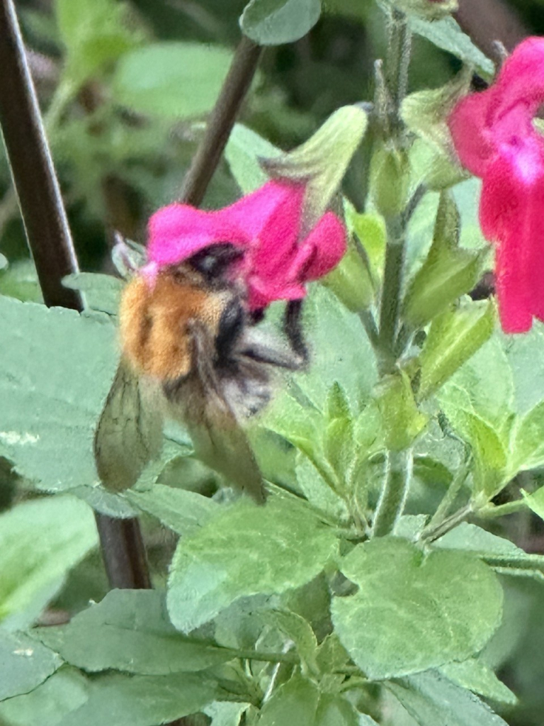 A bumble bee in a cerise blackcurrant salvia flower 