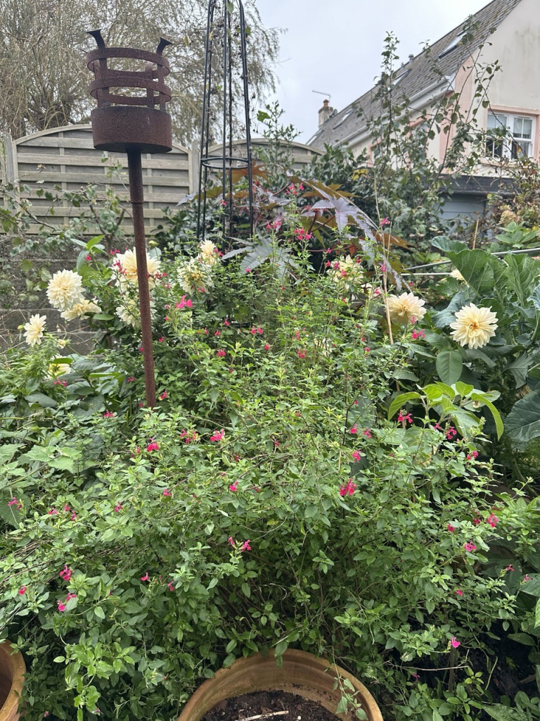 Back and highest to front (lowest): a flower border with Ricinus, Cafe au Lait blooms and a blackcurrant salvia