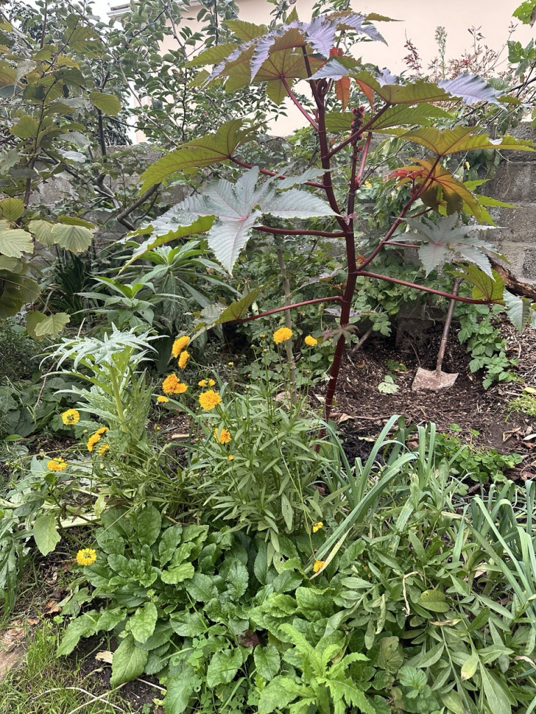 Coreopsis grandiflora flowers under a ricinus 