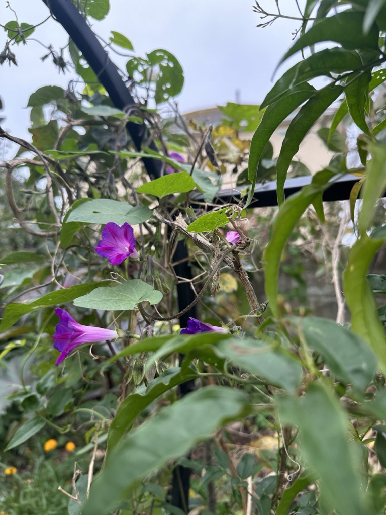 Purple Morning glory flowers on a metal garden frame 