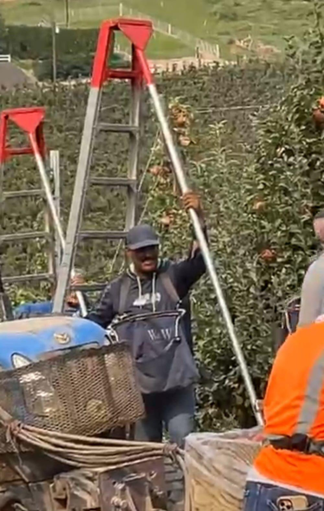 Farm worker standing next to the ladder he will be climbing to harvest apples