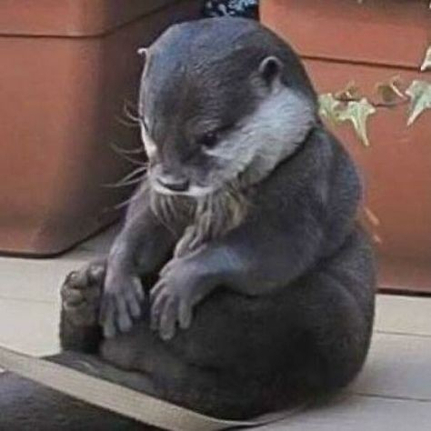 An otter sitting cross legged with his paws on his feet.  He has a thousand yard stare.