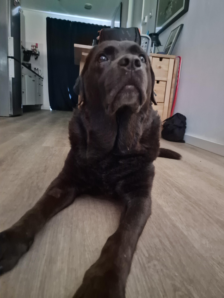 Snap of Arwen, a chocolate brown Labrador with greying snout, laying on the ground. Her head is tilted upwards, as she's asking me if it's time for walkies yet. Her front paws are stretched out in front of her. 