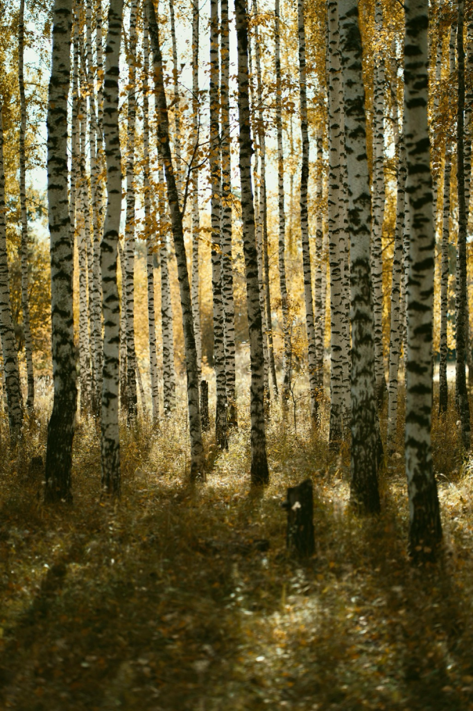 Birch forest - Birch trees are often pioneer species, after smaller flowering plants, they’re some of the first to colonize open land after events like forest fires or logging. 