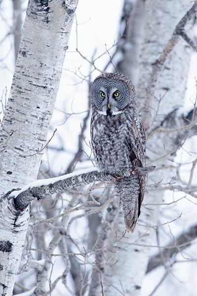 The head of the owl is just above and right of the middle of the photo.
It is facing to the left with some trees in the background.
It is sitting on a branch with some snow on it.