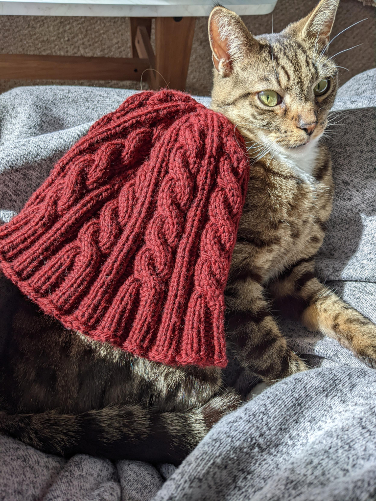 A hand-knit wine-red cabled hat is resting on the flank of a brown tabby cat looking alert (or upset that he's "modeling" a hat when he wasn't allowed to eat the yarn).