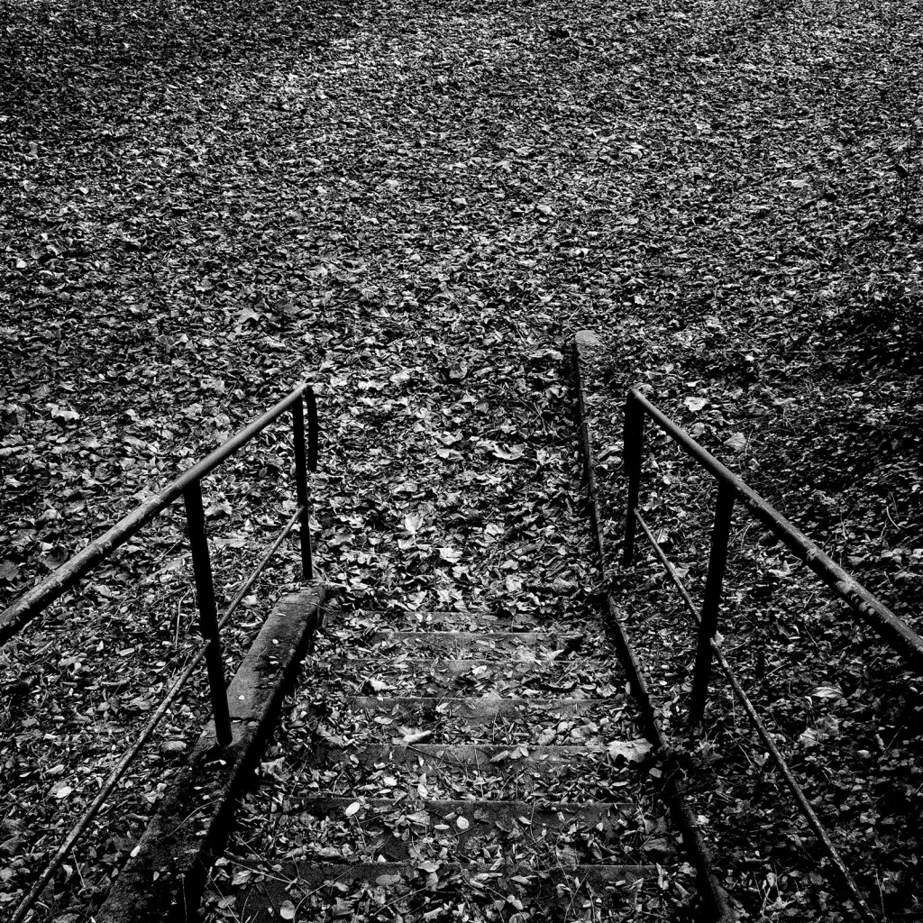 Photo d'un escalier bordé de deux rambardes métalliques et dont les marches sont recouvertes de feuille. L'escalier descend vers un tapis de feuilles mortes, dont les teintes sont bien rendues par le noir et blanc.