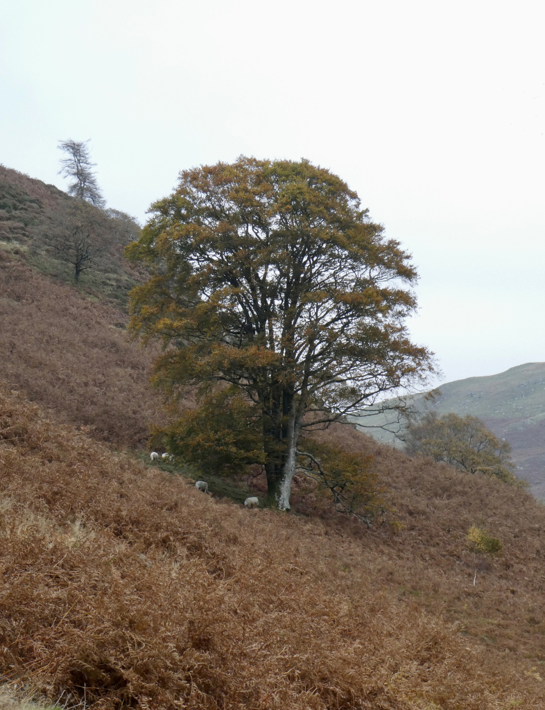 Photo of a large beech tree, its leaves turning red-gold, that stands on a steep valley side which slopes down to the right. The trunk is pale grey on the down (south) side and green with moss and lichen on the north. The valley side is carpeted in red-brown bracken but a few sheep graze in a grassy clearing beneath the beech. Further up the slope on the left is a smaller tree (not sure what species), its twiggy branches almost bare of leaves. The valley disappears into a murky grey haze under a cloudy sky.