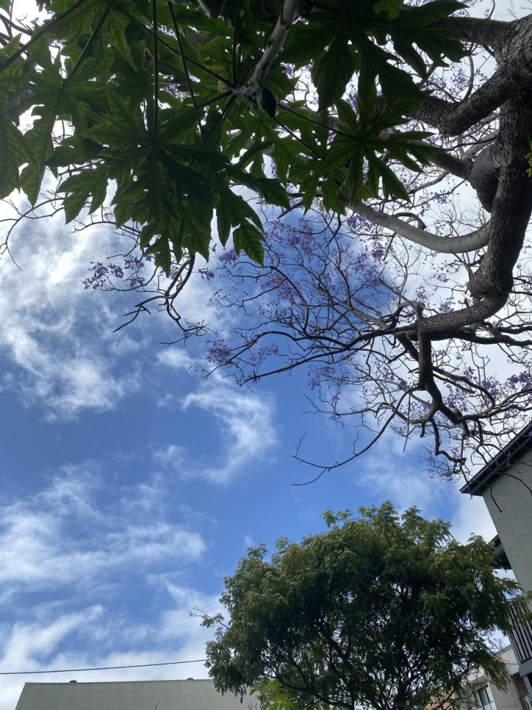 Photo looking up at the flowering purple jacaranda, a pawpaw tree, and the blue and white sky above the community garden.